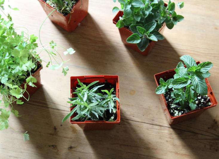 Urban Gardening Shade Tolerant Herbs to Grow in Your Apartment